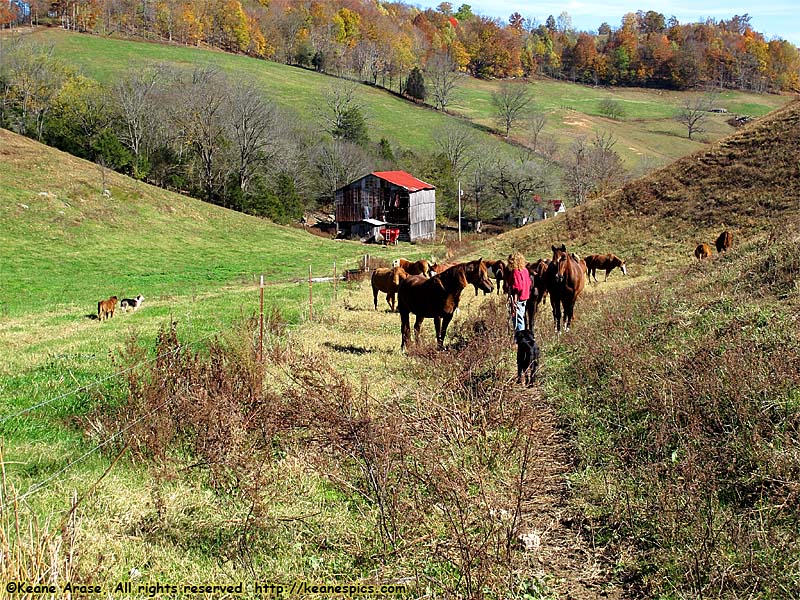 Gathering a couple of horses