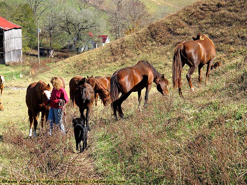 Gathering a couple of horses