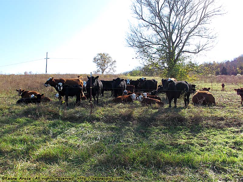 This is one of the leased farms