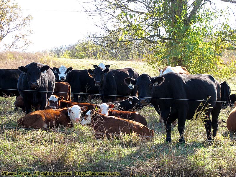 This is one of the leased farms