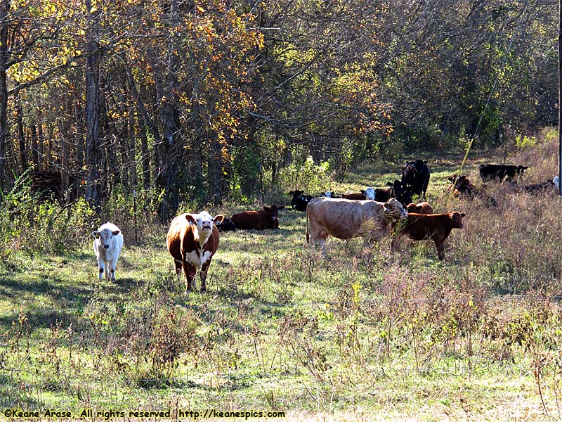 This is one of the leased farms