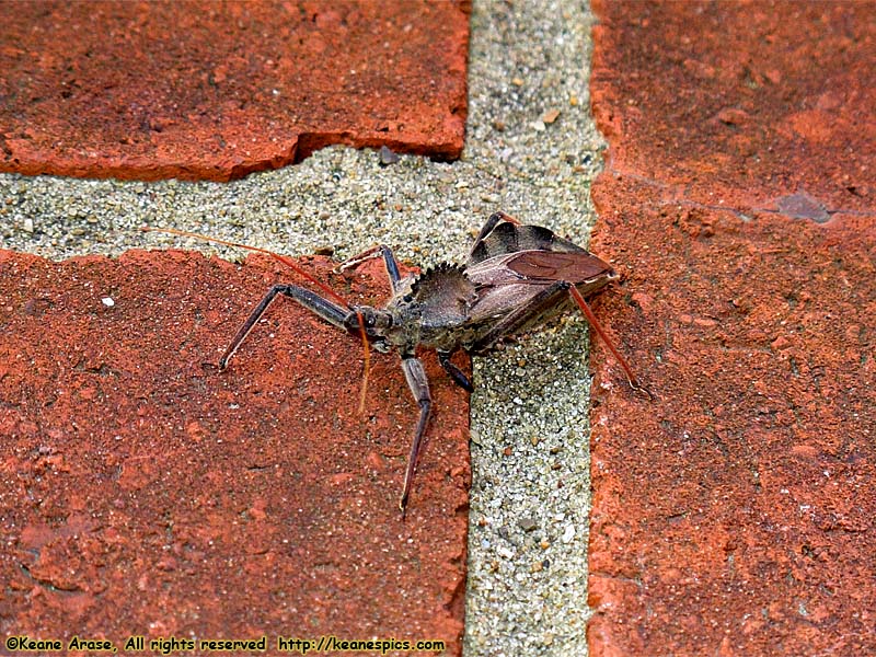 Wheel Bug