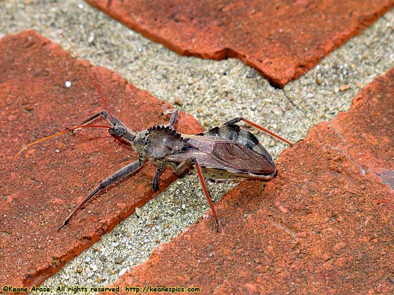 Wheel Bug