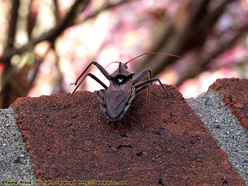 Wheel Bug