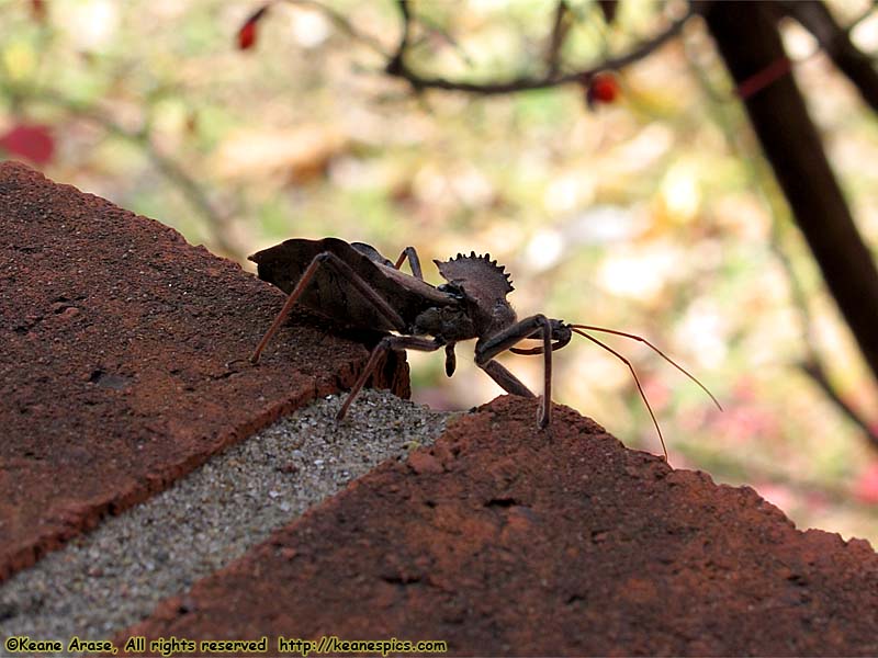 Wheel Bug