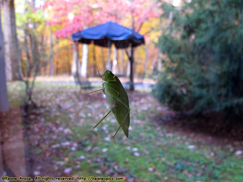 Katydid