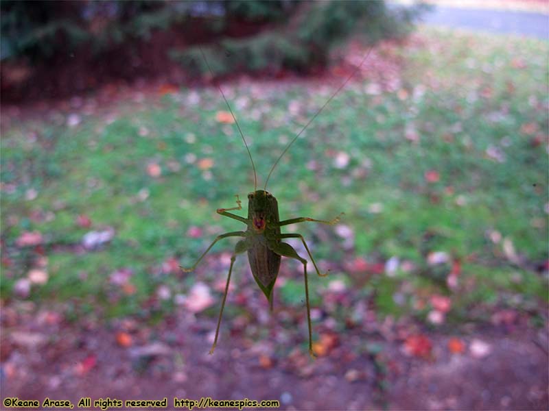 Katydid