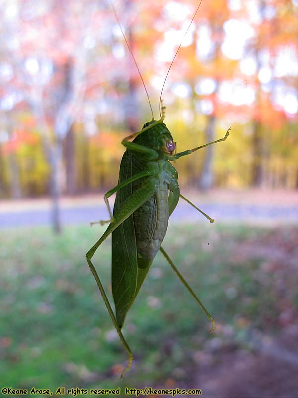 Katydid