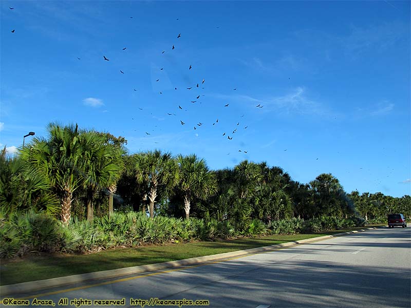 Why do the buzzards always circle Coronado Springs?