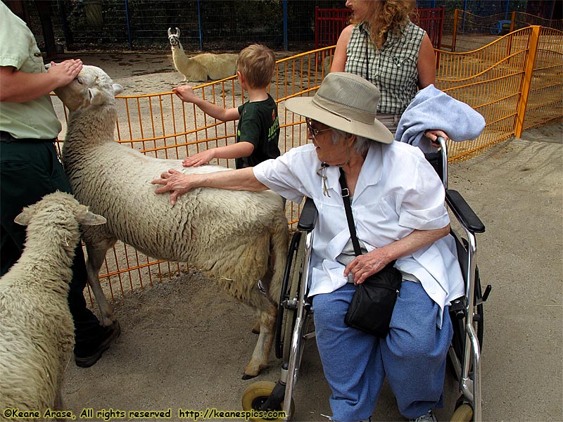 Sheep and Mom!