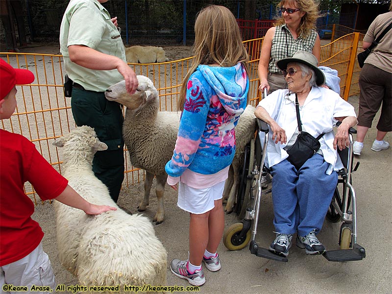 Sheep and Mom!