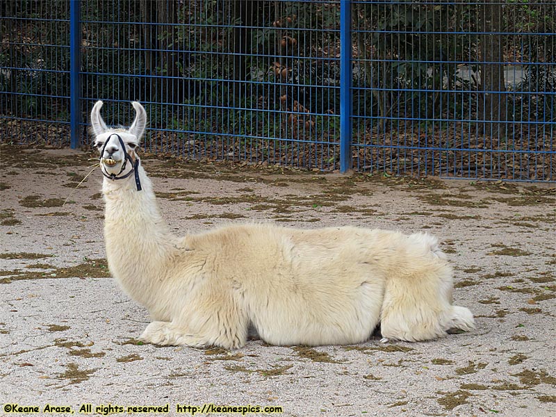 Llama