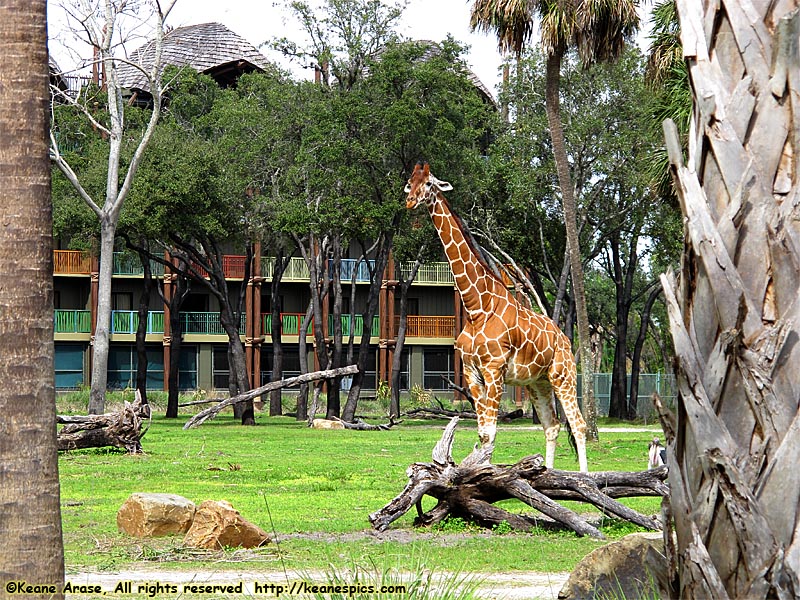 Sunset Savanna viewing area