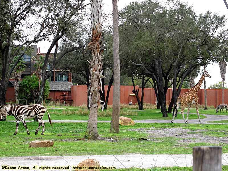 Sunset Savanna viewing area