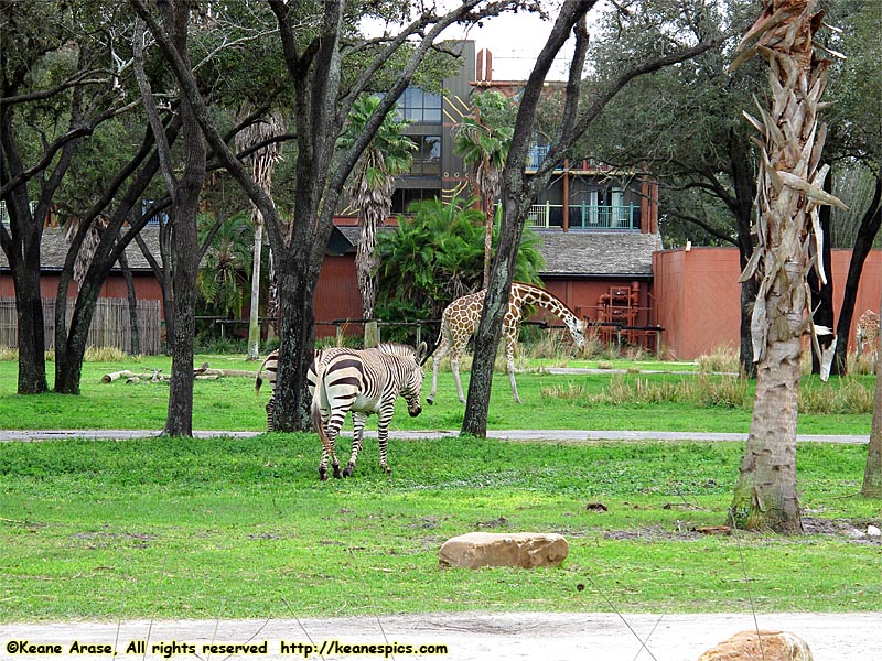 Sunset Savanna viewing area