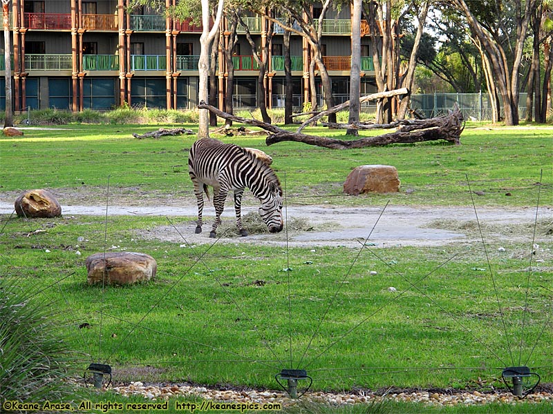 Sunset Savanna viewing area