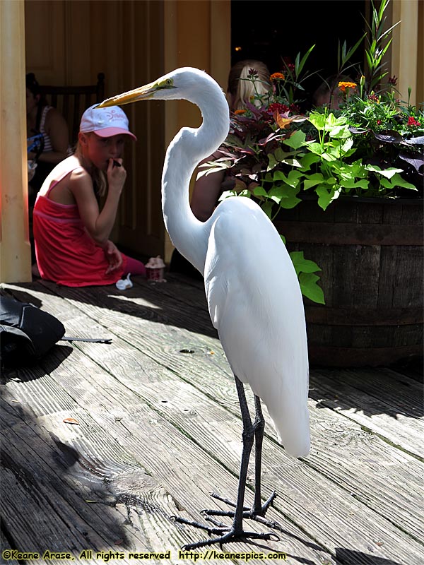 Frontierland