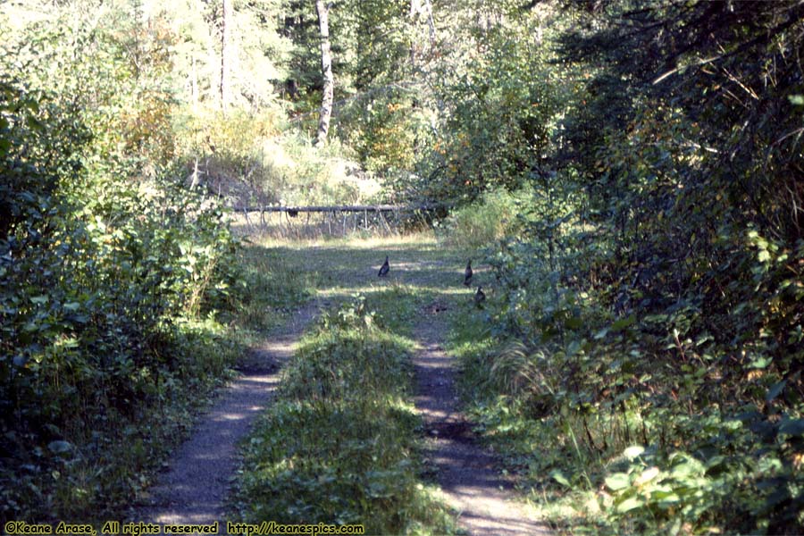 Along The Gunflint Trail