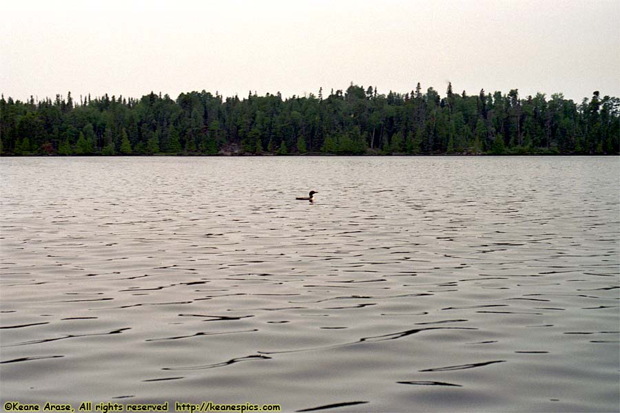 Seagull Lake (1994)