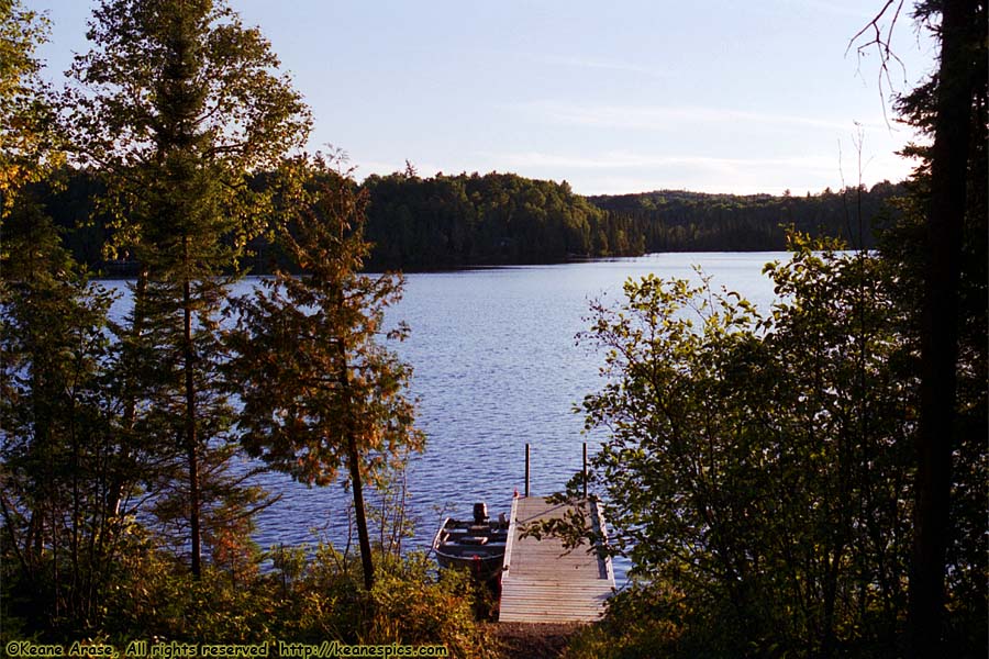 Cabin Moose