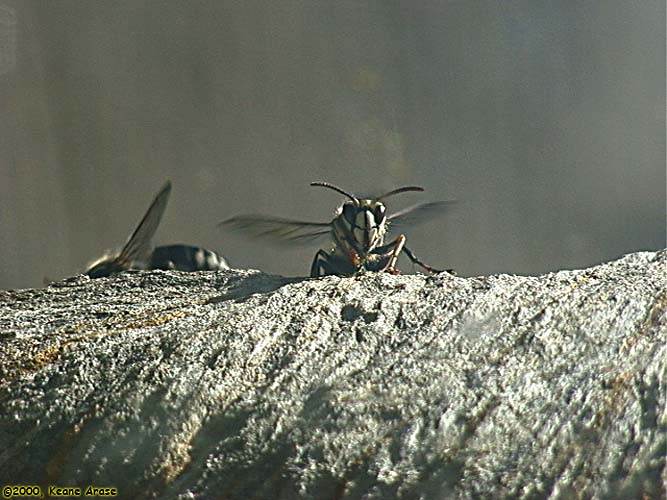 Bald Hornet nest