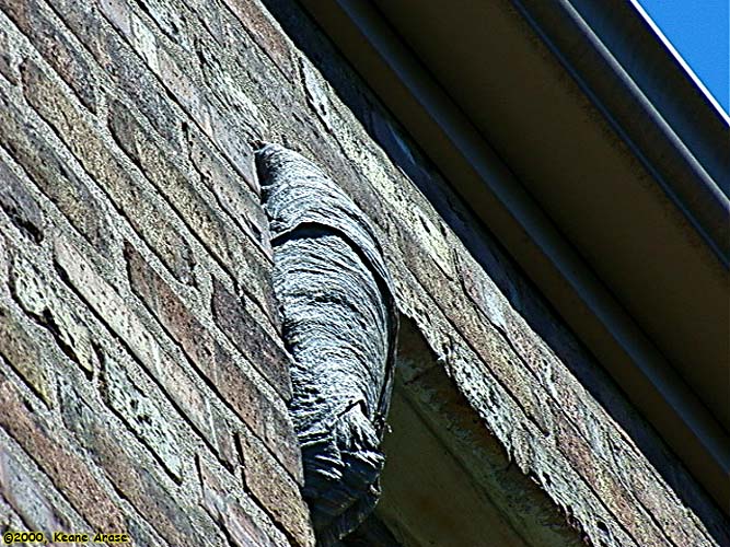 Bald Hornet nest