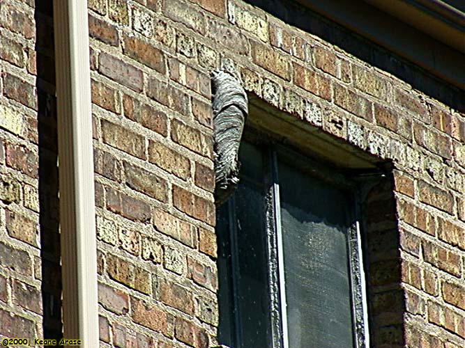 Bald Hornet nest