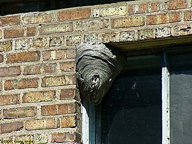 Bald Hornet nest