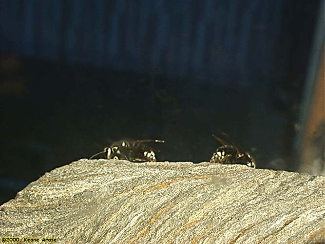 Bald Hornet nest