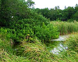 Everglades Link