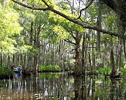 Honey Island Swamp Link