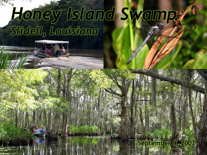 Honey Island Swamp slideshow