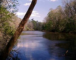 Congaree Swamp Link