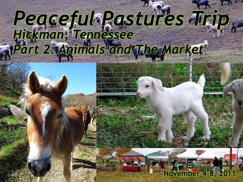 Peaceful Pastures Farm slideshow 2