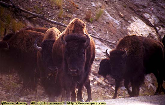 Yellowstone_Buffalo.jpg