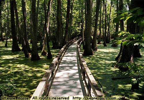 Tupelo Swamp