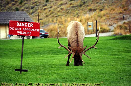 Elk