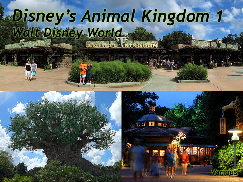 Animal Kingdom Slideshow 1