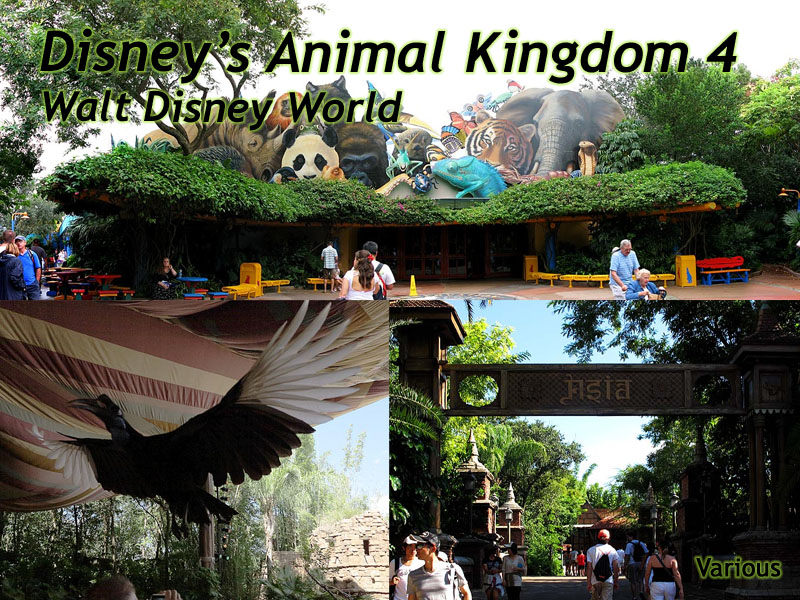 Animal Kingdom Slideshow 4