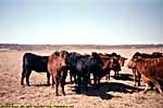 198802NCR_092X405Oklahoma