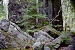 199509Min_079F0235magrock